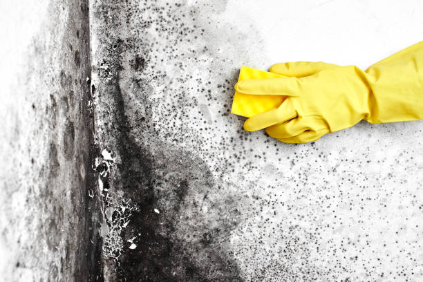 Best Residential Mold Removal  in Tton, IL