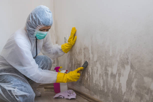 Certified Mold Removal in Tilton, IL
