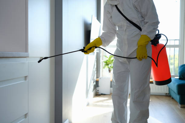 Best Emergency Mold Removal  in Tton, IL
