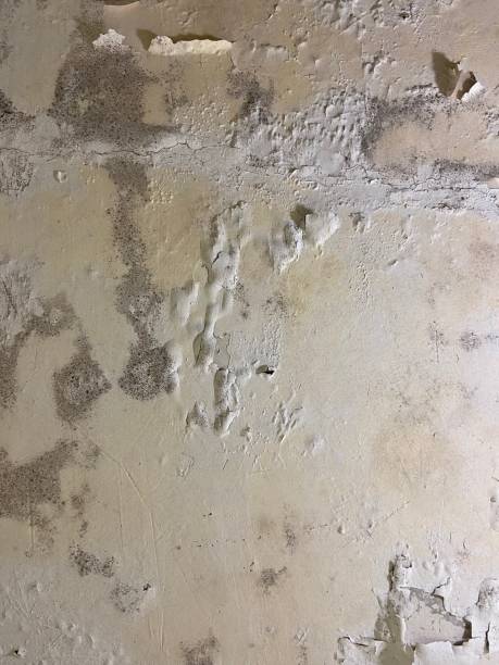 Best Attic Mold Removal  in Tton, IL