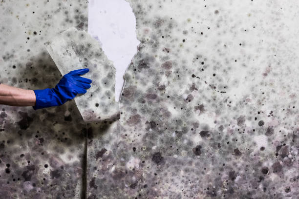 Best Toxic Mold Removal  in Tton, IL