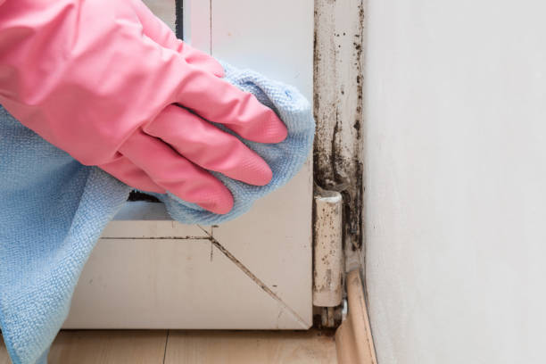 Best Toxic Mold Removal  in Tton, IL