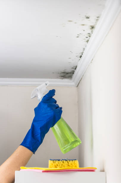 Best Commercial Mold Removal  in Tton, IL